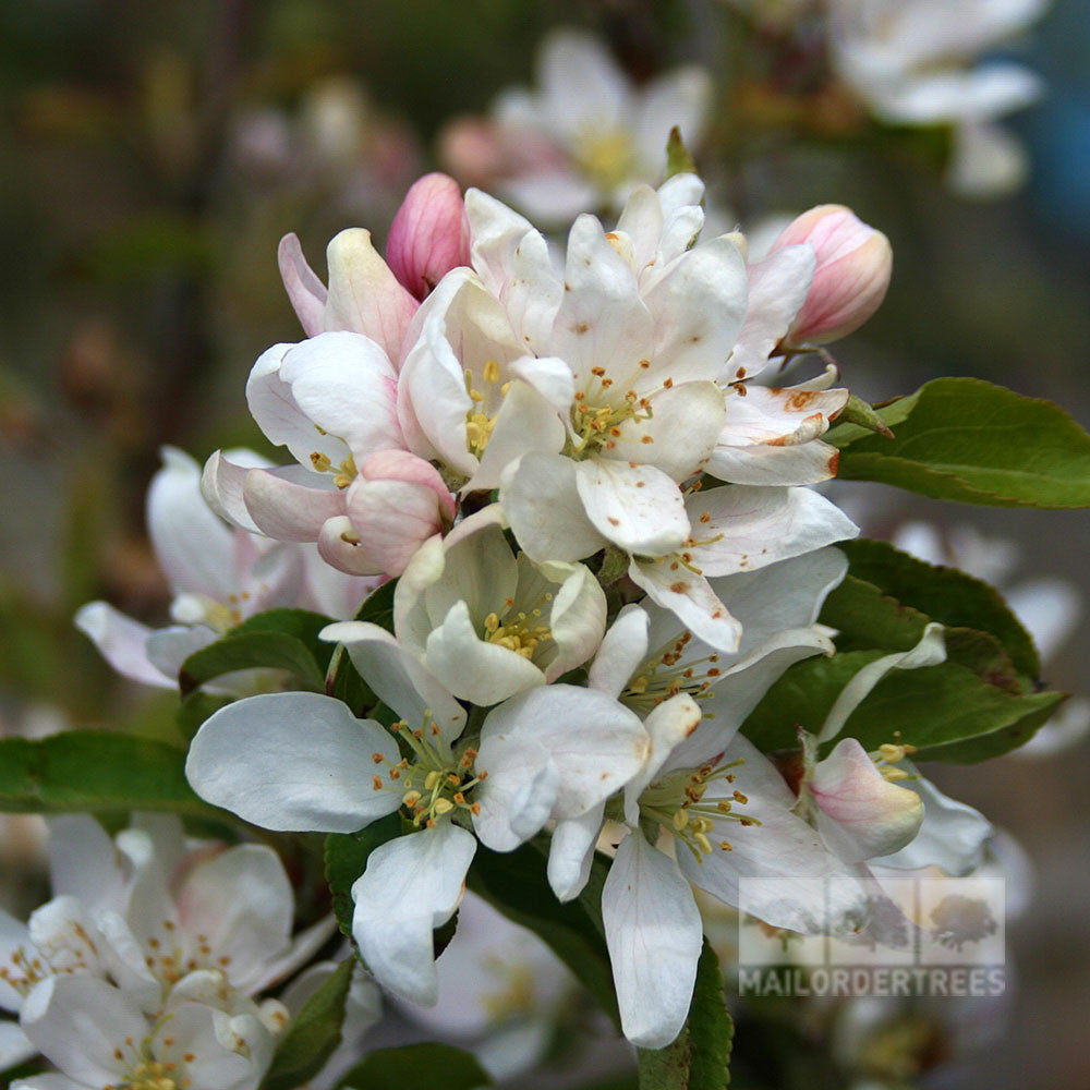 Close-up of a cluster of white and pink apple blossoms with green leaves on a Malus Pink Glow - Crab Apple Tree, ideal for jelly making.