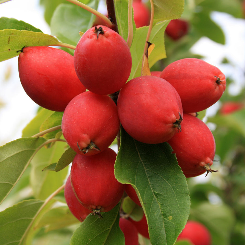 Clusters of bright red apples accompanied by green leaves hang from a branch of the Malus Pink Glow - Crab Apple Tree, ideal for making jelly.