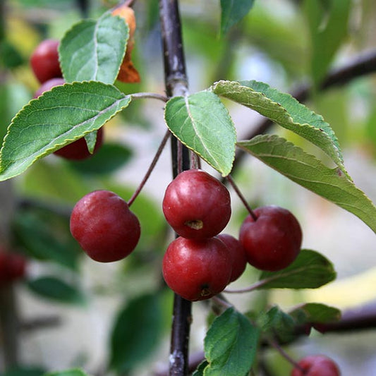 A close-up of vibrant crab apples dangling from branches adorned with lush green leaves, highlighting the beauty of the Malus Pink Mushroom - Weeping Crab Apple Tree.