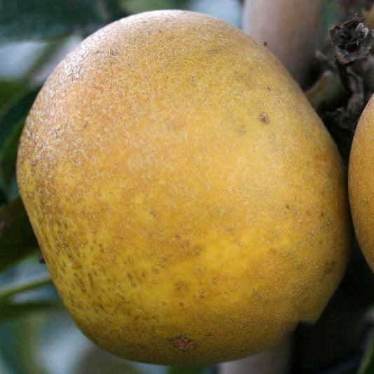 Close-up of two ripe fruits on a Malus Pitmaston Pineapple apple tree, showcasing their rough yellowish-brown skin reminiscent of the russet variety.