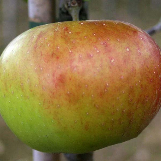 Close-up of a vibrant red and green dessert apple on a tree branch, highlighting the natural beauty of Malus Pixie - Pixie Apple Tree.