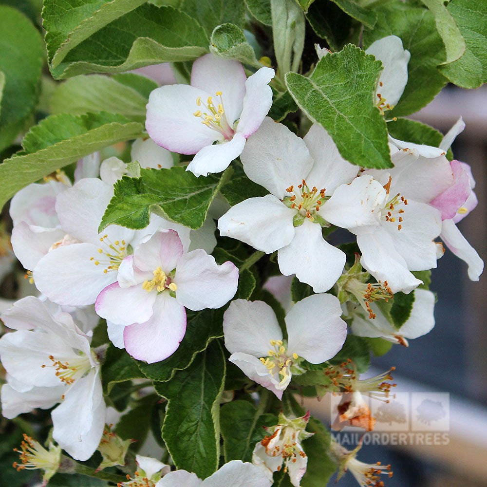 A close-up of Malus Polka - Ballerina Apple Tree blossoms, featuring white petals with light pink tinges and green leaves, offers a charming sight often found in British gardens.