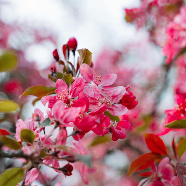 Close-up of vibrant pink blossoms and buds on a Malus Prairie Fire - Crab Apple Tree branch, surrounded by green leaves and a blurred background.