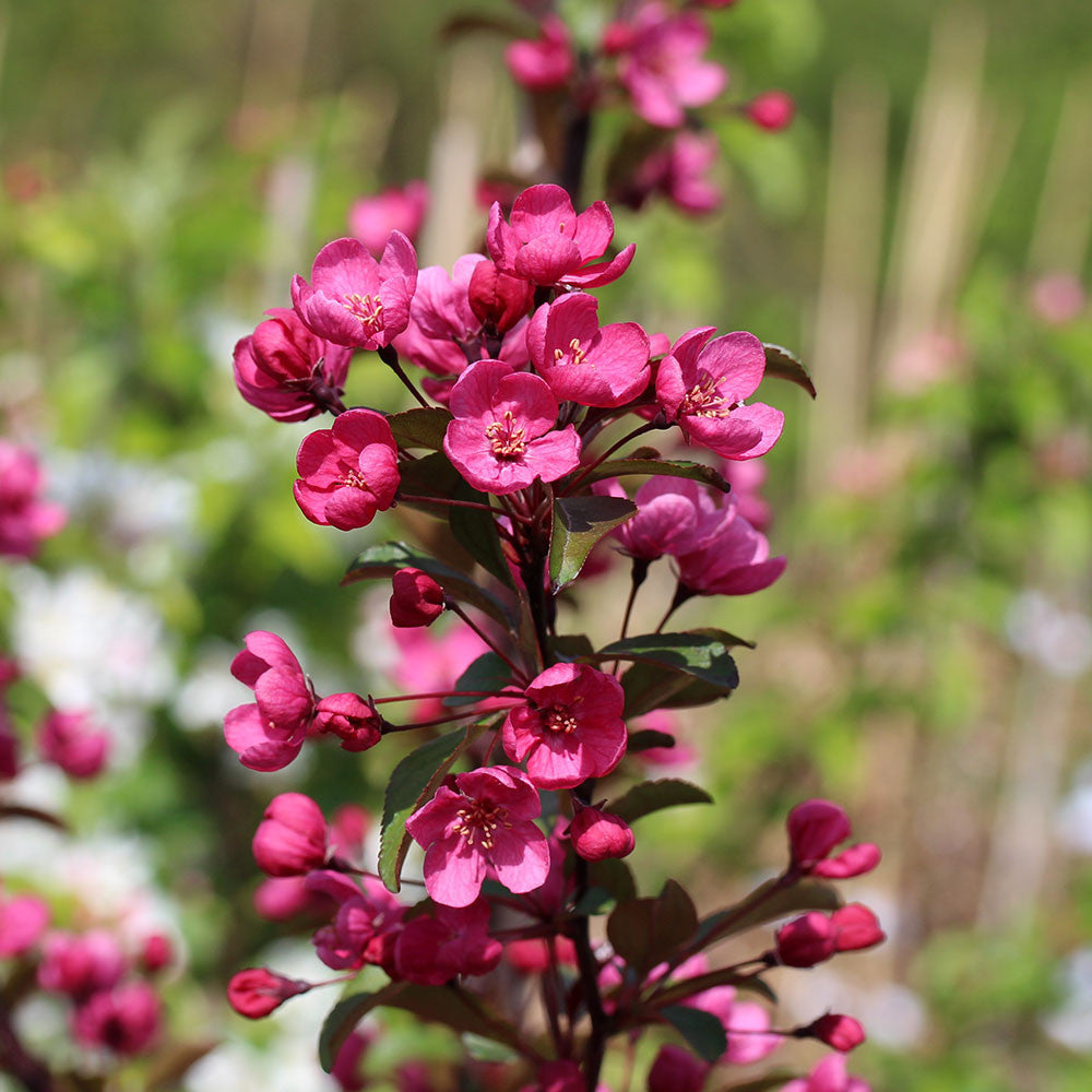 A close-up captures vibrant pink blossoms of the Malus Prairie Fire crab apple tree on a branch, with hints of red-purple flowers accentuating the green foliage in the background.