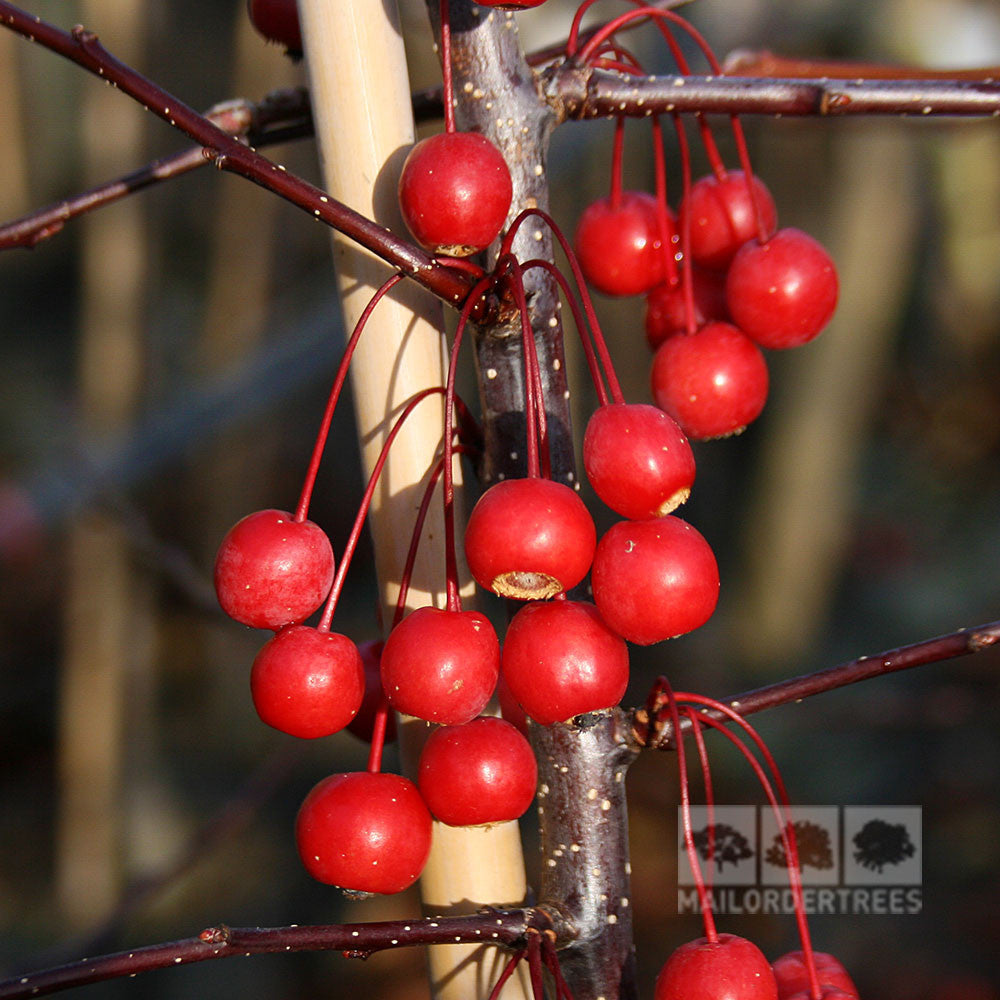 Close-up of small red berries hanging from slender branches of a Malus Prairie Fire - Crab Apple Tree against a blurred background.