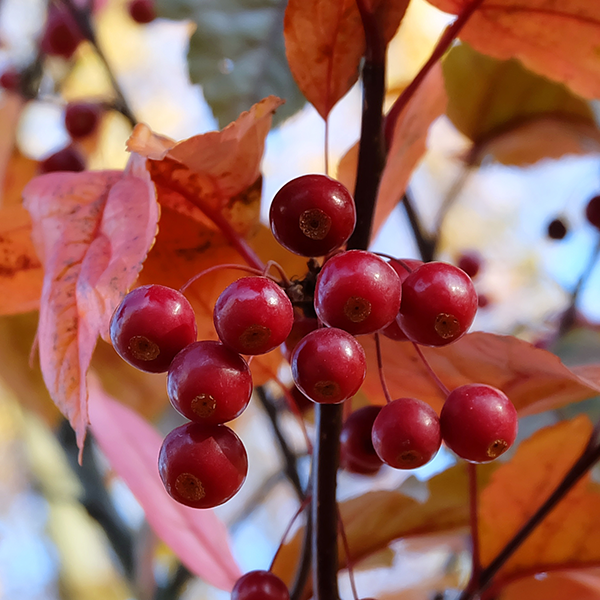 Close-up of vibrant red berries amidst a backdrop of orange and yellow leaves on a branch of a Malus Prairie Fire - Crab Apple Tree, against a softly blurred background.