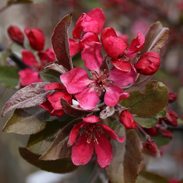 Close-up of vibrant pink and red flowers with green and brown leaves on a Malus Profusion Crab Apple Tree.