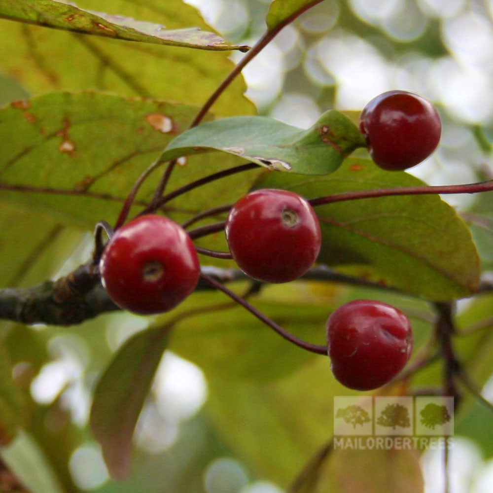 Close-up of four red crabapples on a branch with green leaves, some showing signs of damage. This abundance of fruit highlights the resilience and beauty of the Malus Profusion - Crab Apple Tree.