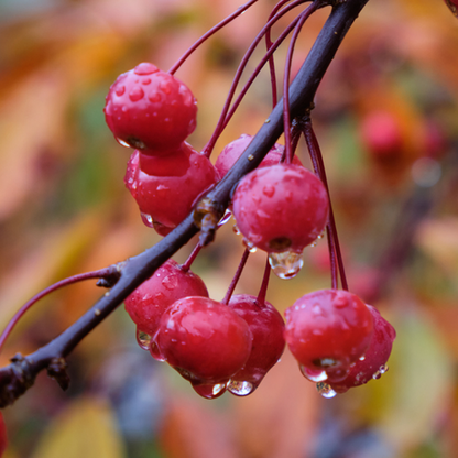 Close-up of small red berries on a Malus Profusion - Crab Apple Tree branch, each glistening with raindrops, set against a blurred background of autumn leaves—a profusion of seasonal beauty.