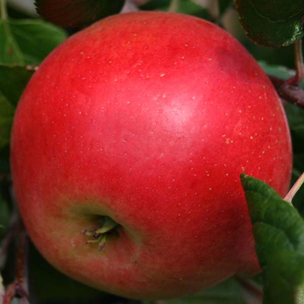 Close-up of a ripe Malus Red Devil apple hanging from the self-fertile apple tree, surrounded by green leaves, highlighting its natural disease resistance.