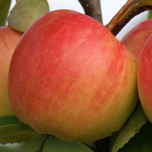 A close-up of a ripe Malus Red Falstaff apple on a tree, surrounded by lush green leaves, highlights this self-fertile varietys vibrant allure.