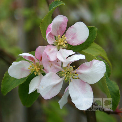 Close-up of pink and white apple blossoms accompanied by green leaves, highlighting the delicate beauty of the Malus Red Jade - Crab Apple Tree.