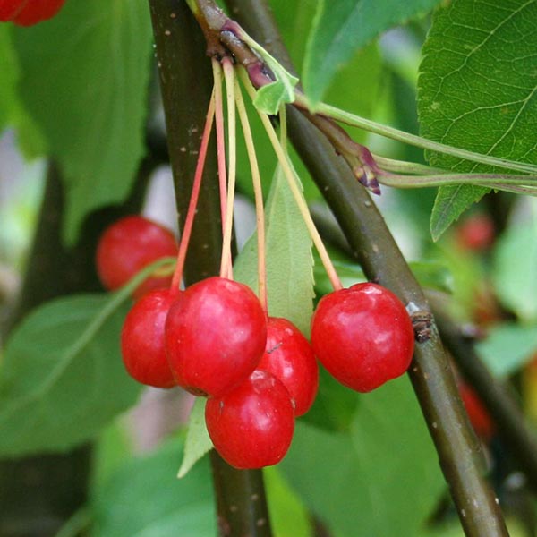 A stunning array of vibrant red crab apples from the Malus Red Jade tree dangles from a branch adorned with lush green leaves, reminiscent of the captivating beauty found in a wildlife attraction.