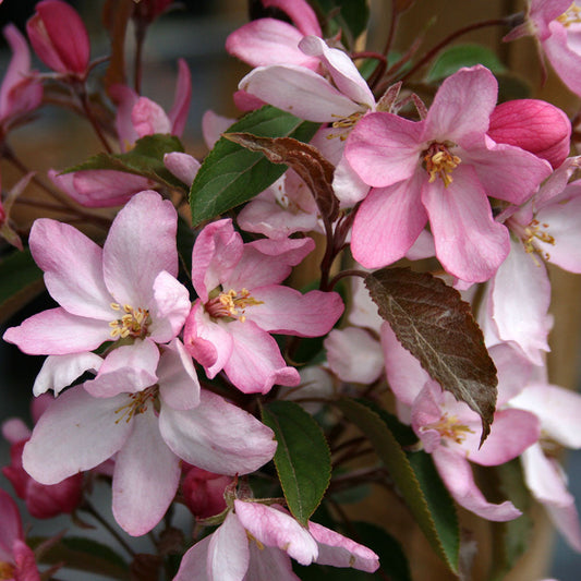 Close-up of pink and white cherry blossoms with green leaves, reminiscent of the delicate blooms found on a Malus Red Obelisk - Crab Apple Tree.