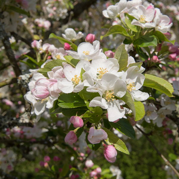 Close-up of a branch featuring white and pink apple blossoms with green leaves bathed in sunlight, highlighting the delicate beauty of a deciduous tree like the Malus Red Sentinel - Crab Apple Tree.