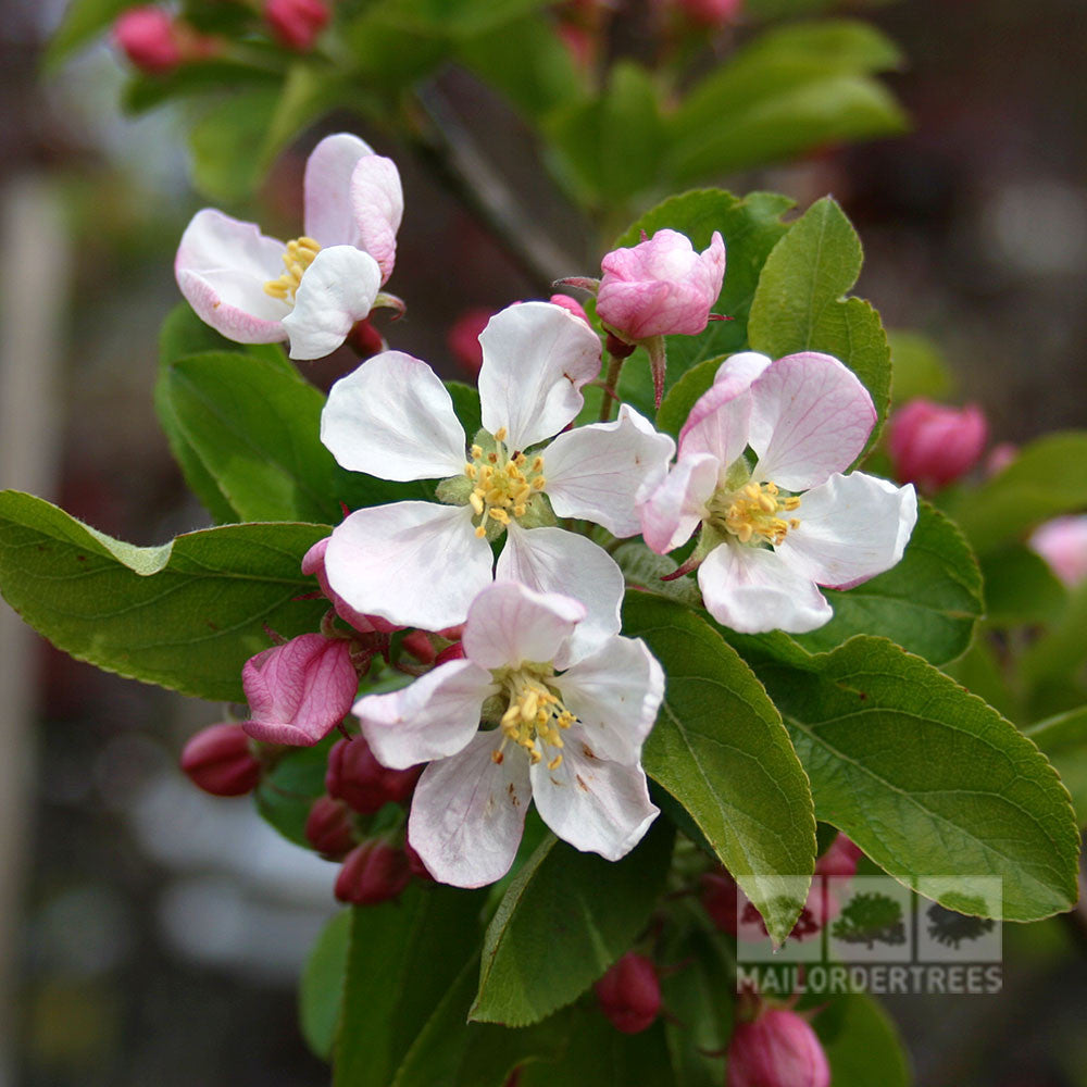 Close-up of Malus Red Sentinel - Crab Apple Tree blossoms, featuring white and pink petals complemented by green leaves and a few unopened buds—a delicate display from this deciduous tree.