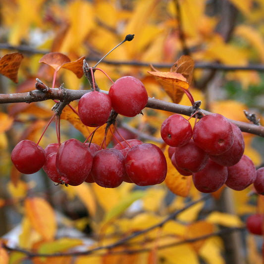 Close-up of vibrant Malus Red Sentinel Crab Apples, autumnal fruits, hanging on a branch with yellow and orange leaves from a deciduous tree in the background.