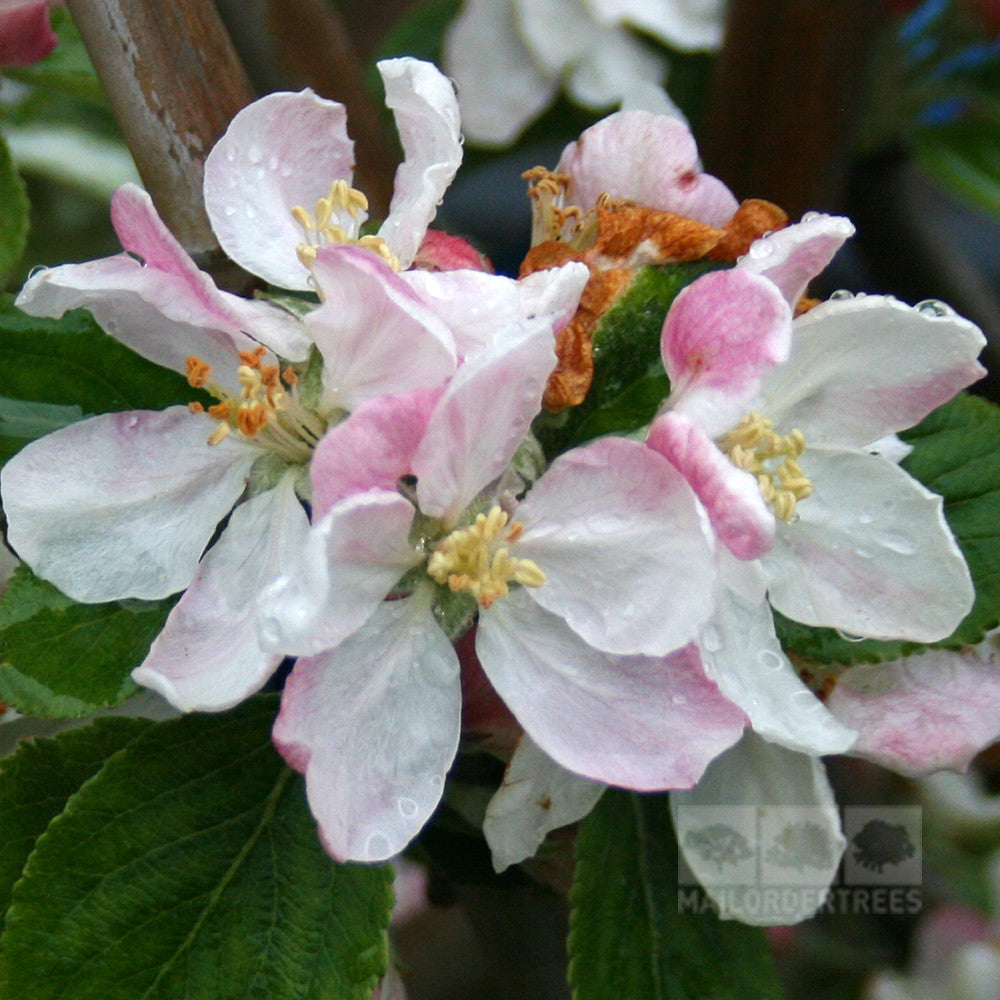 Close-up of Malus Red Windsor - Apple Tree blooms, showing light pink and white apple blossoms with water droplets and lush green leaves.