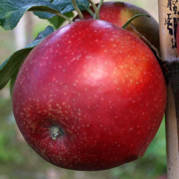 A close-up of a Malus Red Windsor apple hanging from a tree branch amidst green leaves, highlighting its self-fertile nature.