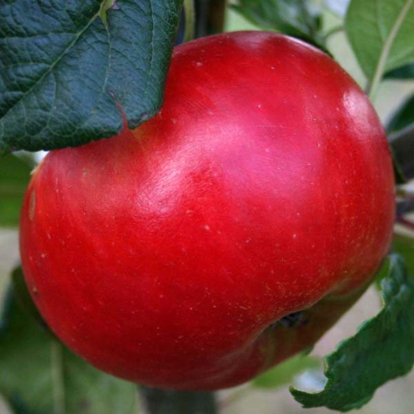 Close-up of a ripe red Malus Redsleeves apple on a tree branch, highlighting its vibrant hue amid lush green leaves, showcasing its disease resistance and the advantages of cross-pollination.