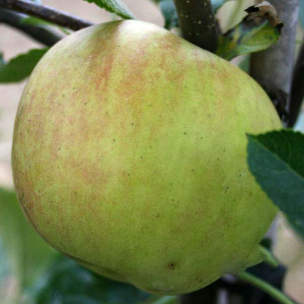 Close-up of a ripe apple, likely Malus Rev W Wilks, hanging from a tree branch with surrounding green leaves.