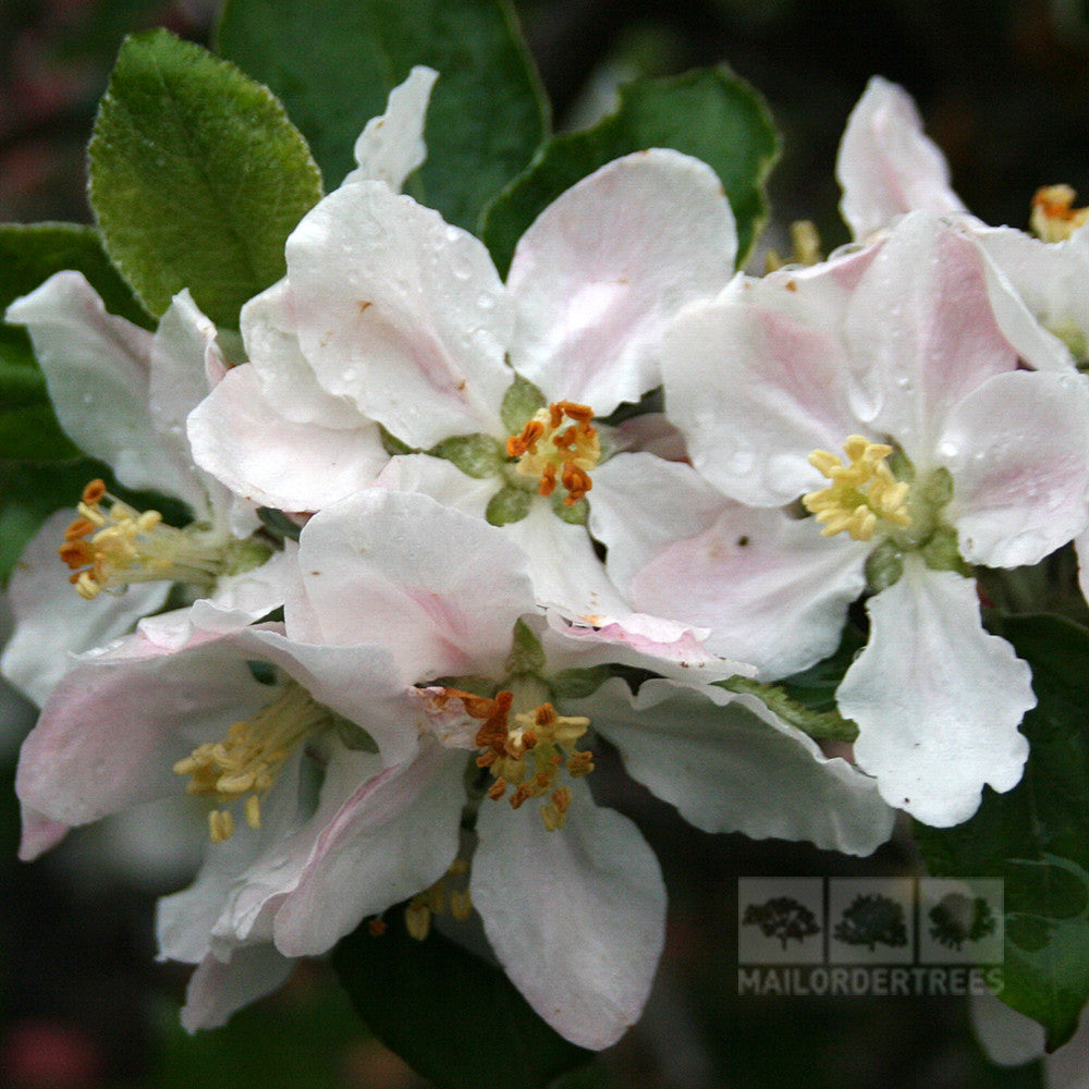 Close-up of pale pink and white Malus Ribston Pippin blossoms with green leaves, covered in water droplets, showcasing natures delicate beauty and the wonders of cross-pollination.