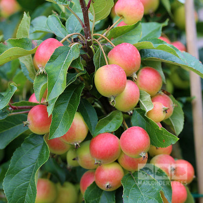 A cluster of small red and green apples, including the glossy pink fruit of the Malus Rosehip Crab Apple Tree, hangs from branches adorned with lush green leaves.