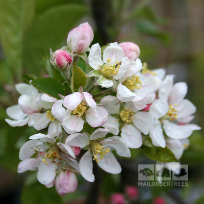 Close-up of white and pink apple blossoms with green leaves, beautifully highlighting the ornamental variety of the Malus Rosehip crab apple tree.