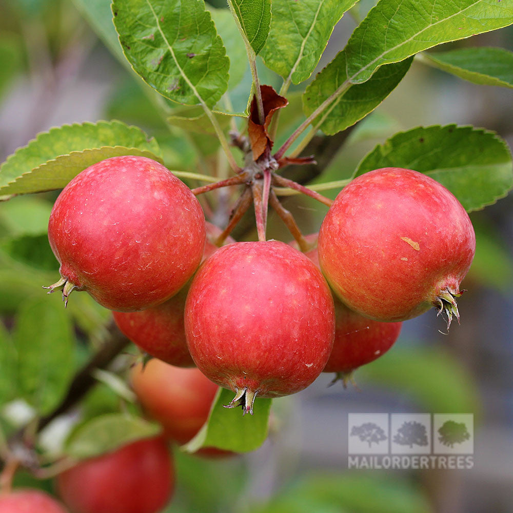 A cluster of glossy pink fruits from the Malus Rosehip Crab Apple Tree adorns the branch, their rich red hues contrasting elegantly with the lush green leaves.