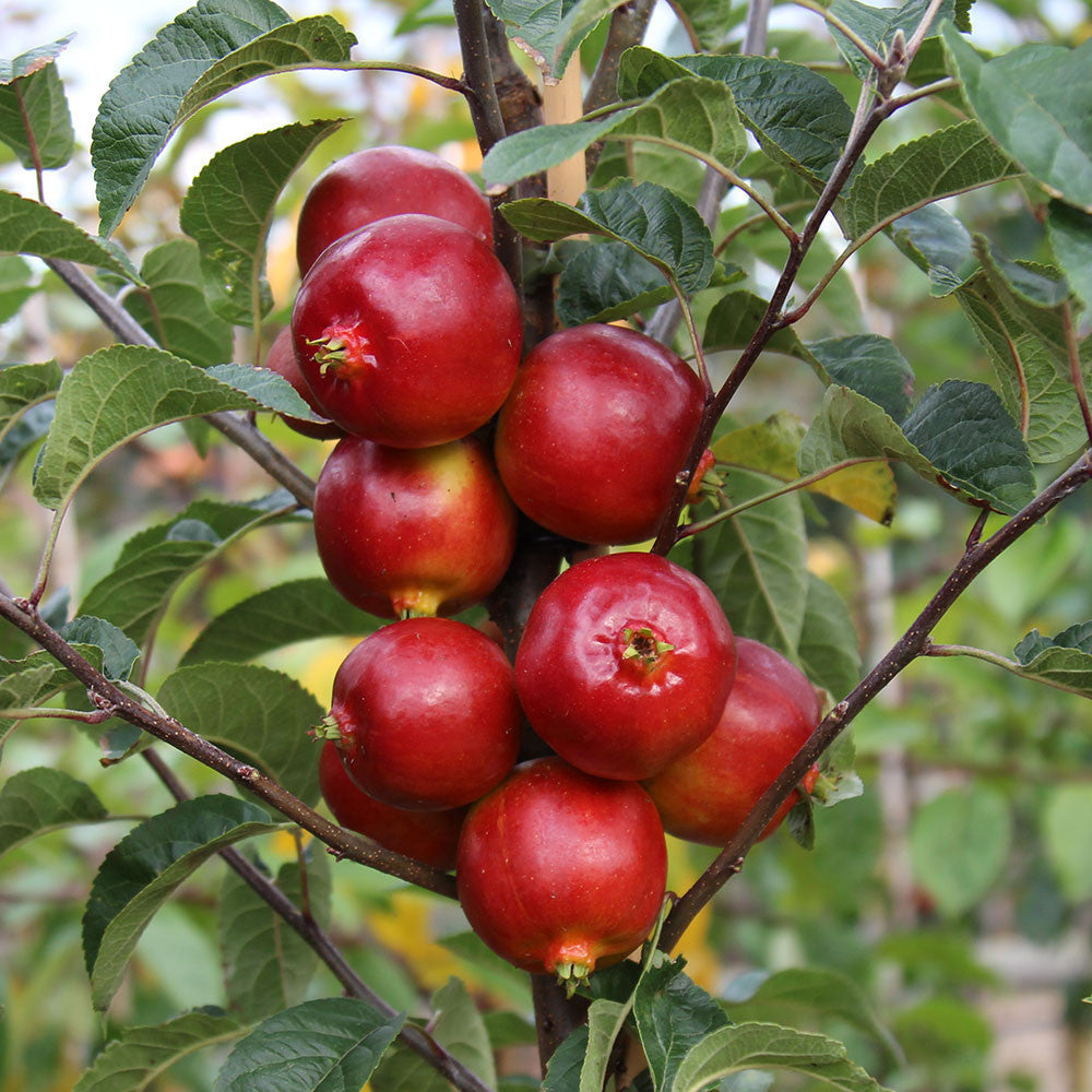 A cluster of glossy pink fruits from the Malus Rosehip - Crab Apple Tree hangs on a branch adorned with lush green leaves.