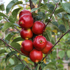 Malus Rosehip - Crab Apple Tree