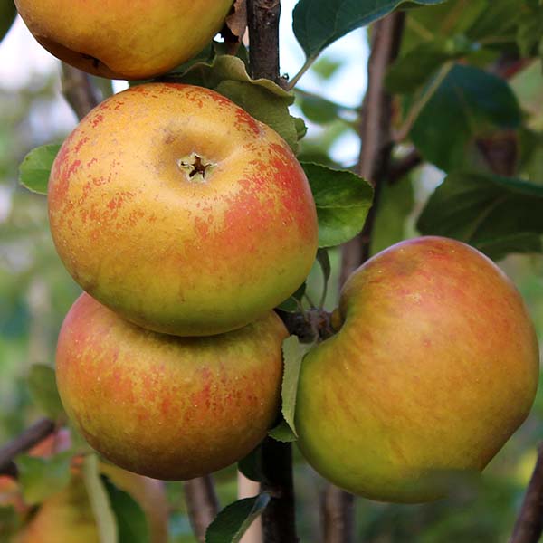 Three ripe Malus Rosemary Russet apples, showcasing red and green hues, hang from a branch surrounded by lush green leaves.