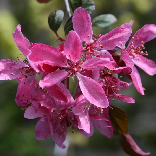 A close-up of the deep pink blossoms of the Malus Royal Beauty, accompanied by green leaves and set against a blurred background, captures the beauty of this weeping crab apple tree.