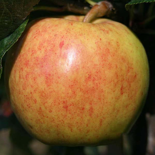 A close-up of a ripe Malus Royal Gala apple on the tree shows its green and red speckles, surrounded by lush green leaves.