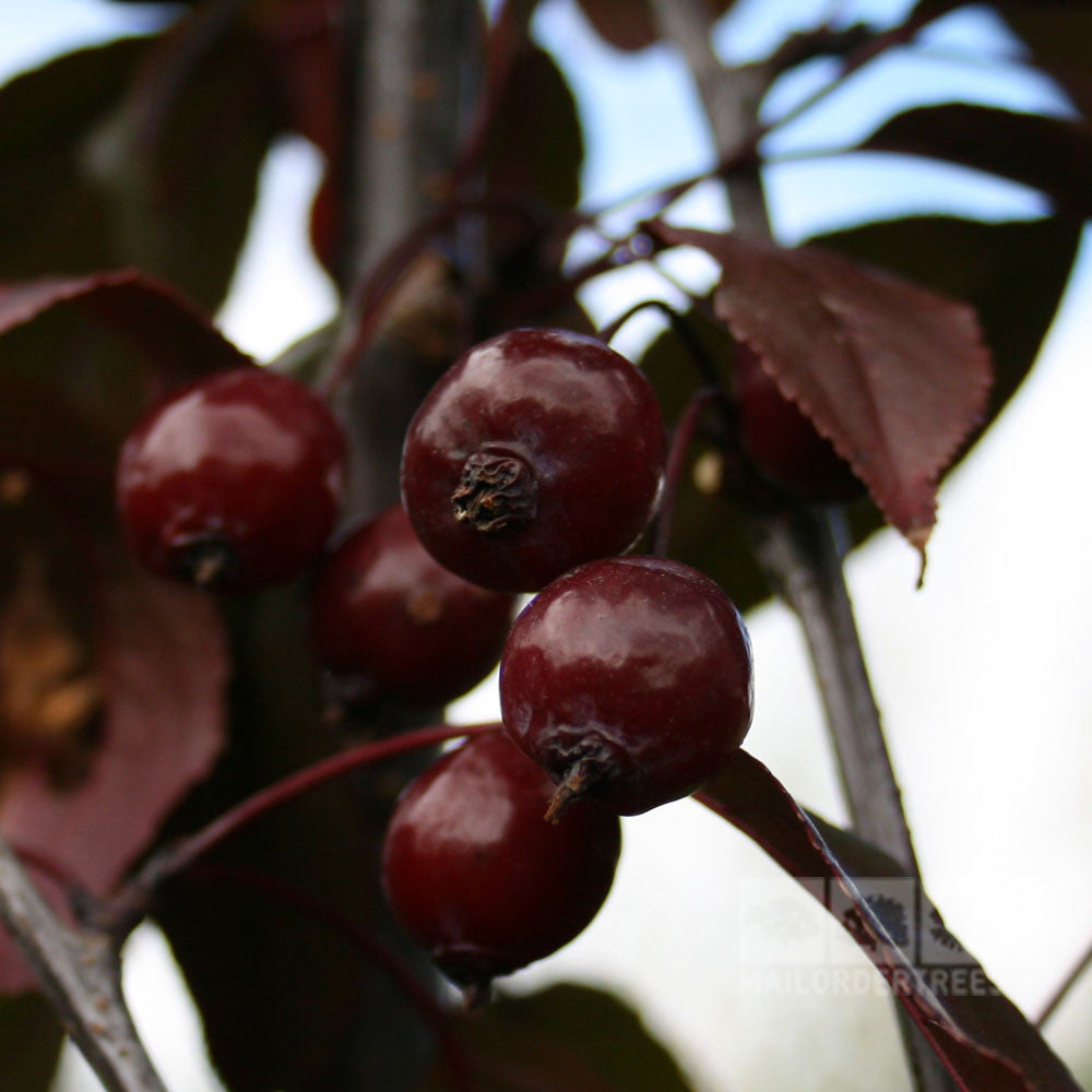 Close-up of the deep red fruit on a branch, surrounded by reddish leaves, highlighting the allure of the Malus Royalty - Crab Apple Tree.