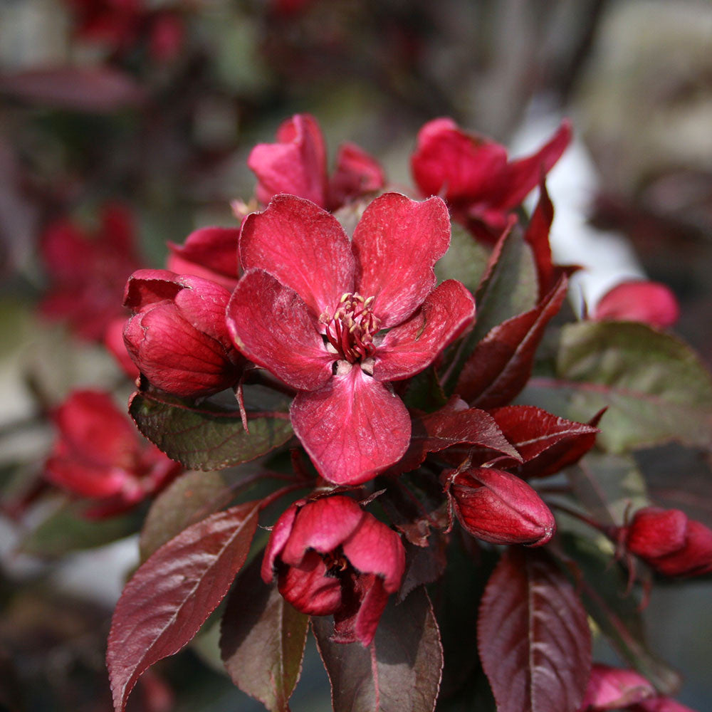 Close-up of vibrant crimson-purple flowers, accompanied by several unopened buds, surrounded by the dark green leaves of the Malus Royalty - Crab Apple Tree.