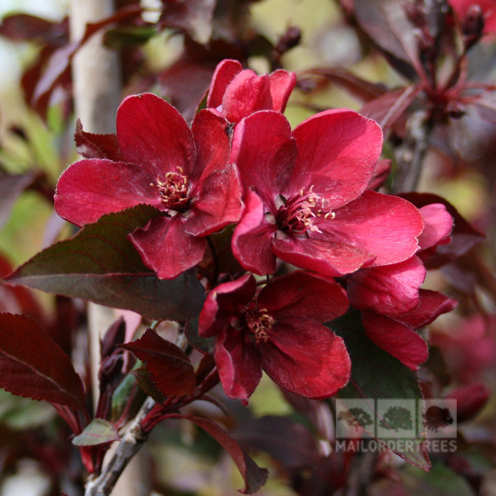 Close-up of the deep red blossoms on a Malus Royalty - Crab Apple Tree, highlighted by lush dark green leaves and hinting at the promise of dark red fruit.