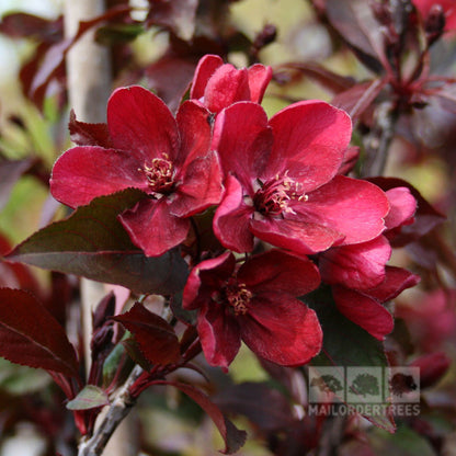 Close-up of the deep red blossoms on a Malus Royalty - Crab Apple Tree, highlighted by lush dark green leaves and hinting at the promise of dark red fruit.