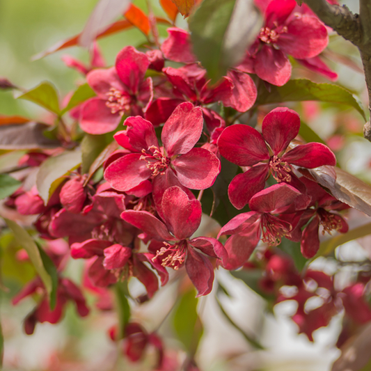 Close-up of a cluster of crimson-purple flowers with green leaves in the background, reminiscent of a blooming Malus Royalty - Crab Apple Tree.