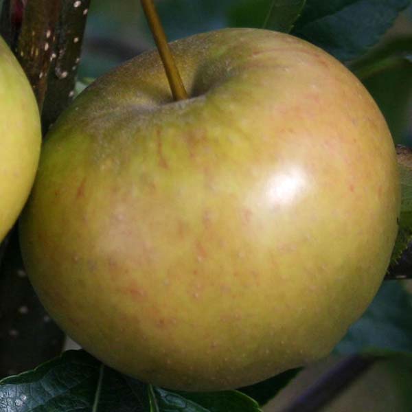 A close-up of a green Malus Rubinette apple, with a mottled texture, hangs from a tree branch surrounded by leaves.