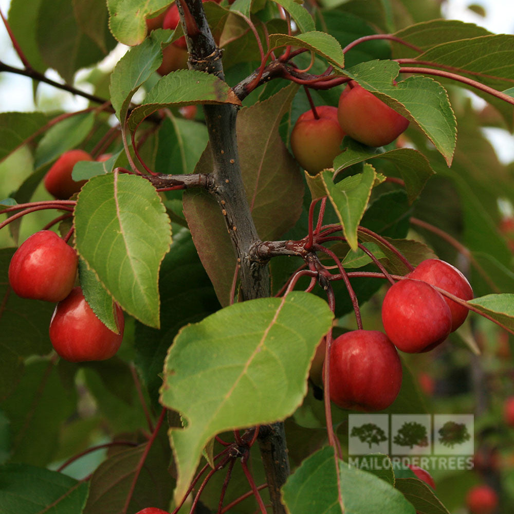 A cluster of small, red apples from the Malus Rudolph - Crab Apple Tree hangs on a branch, nestled among vibrant green leaves.