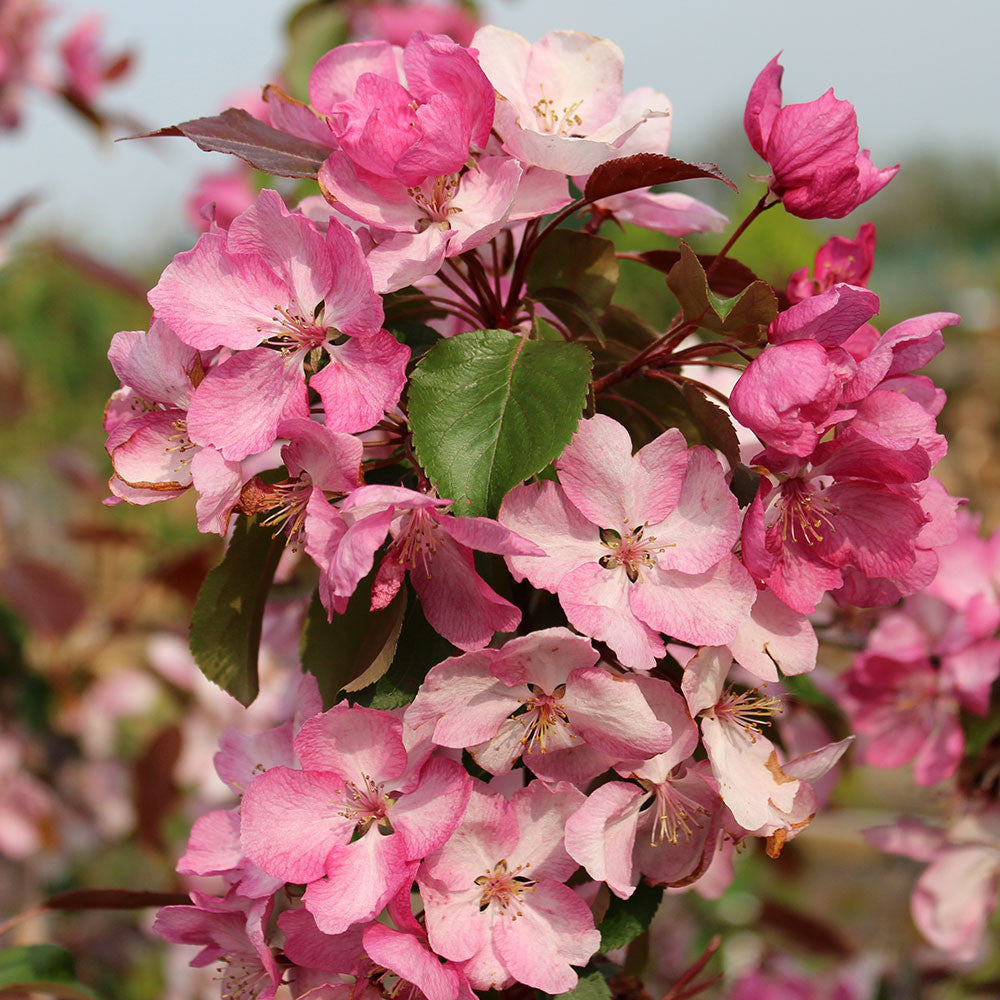 Pink and white blossoms with green leaves embellish a branch of the Malus Rudolph - Crab Apple Tree, against a softly blurred background.