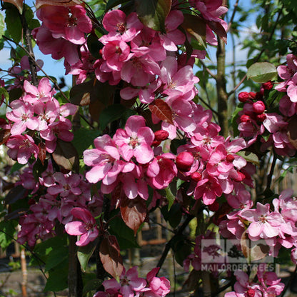 The Malus Rudolph - Crab Apple Tree features pink single flowers and buds, complemented by green leaves against a softly blurred background, crafting a delicate tapestry of nature's beauty.