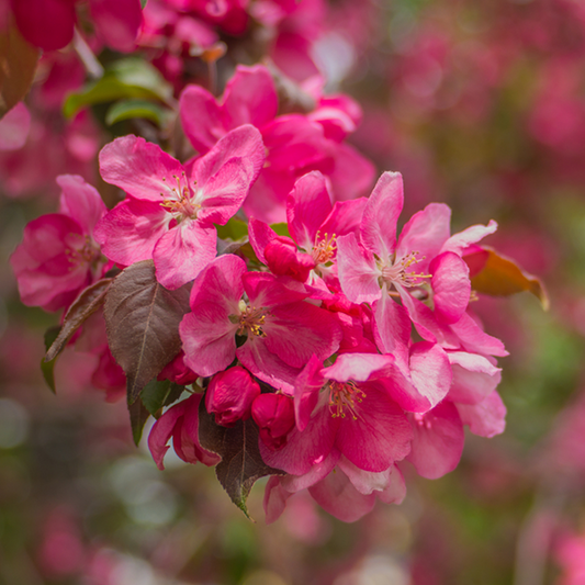 Close-up of vibrant pink single flowers on a branch with small green leaves, reminiscent of the Malus Rudolph - Crab Apple Tree, set against a blurred background.