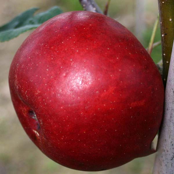 A close-up of a ripe red apple on a Malus Scrumptious Apple Tree, praised for its frost-resistant qualities.