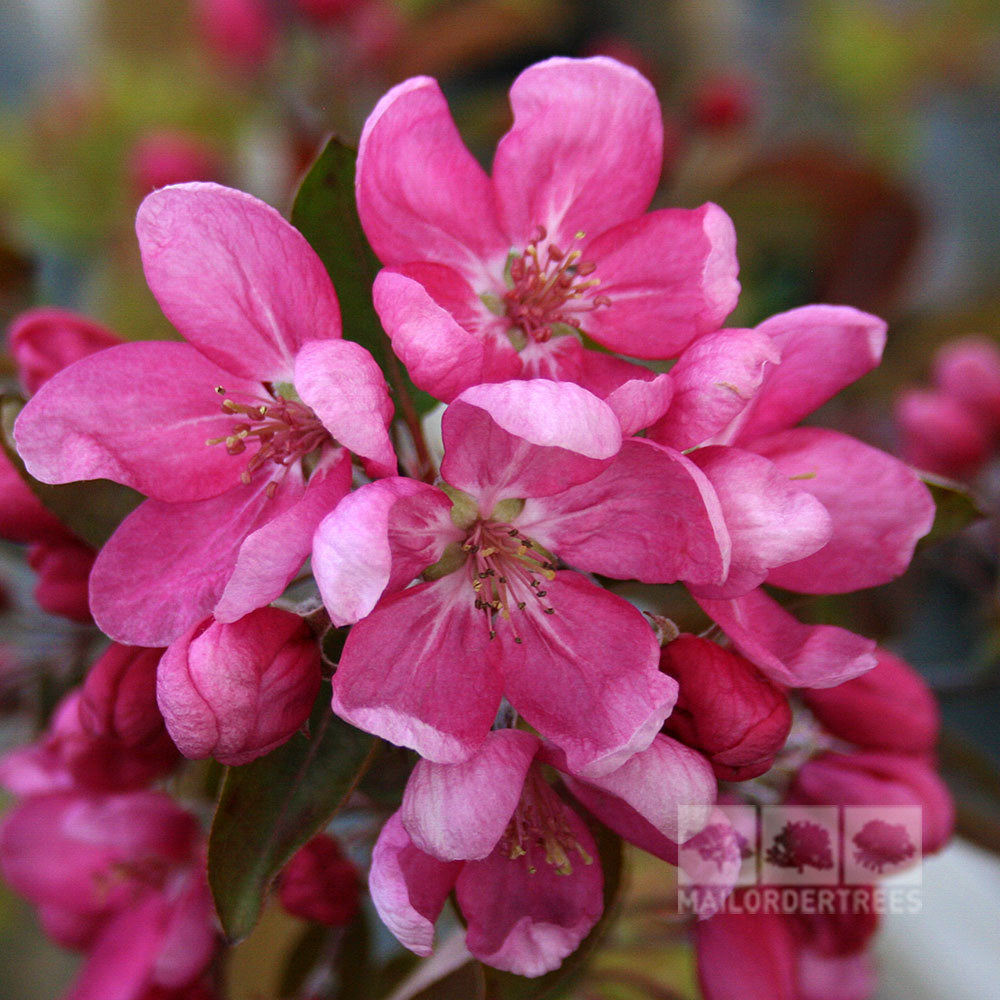 A close-up of the Malus Simcoe - Crab Apple Tree reveals vibrant pink flowers in full bloom, accompanied by green leaves and red fruits in the background, showcasing its beauty.