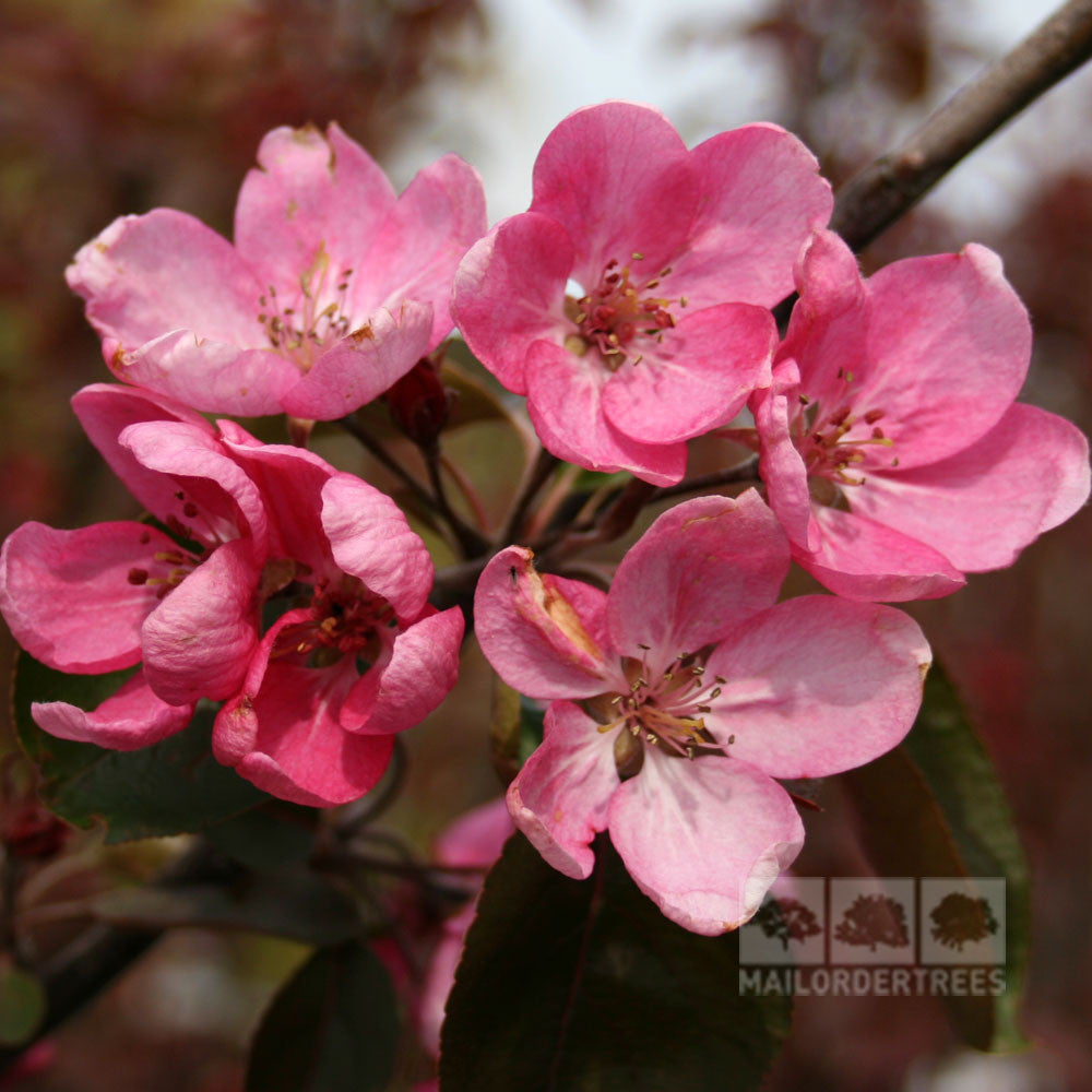 Close-up of pink apple blossoms with green leaves on a Malus Simcoe - Crab Apple Tree, set against a beautifully blurred background.