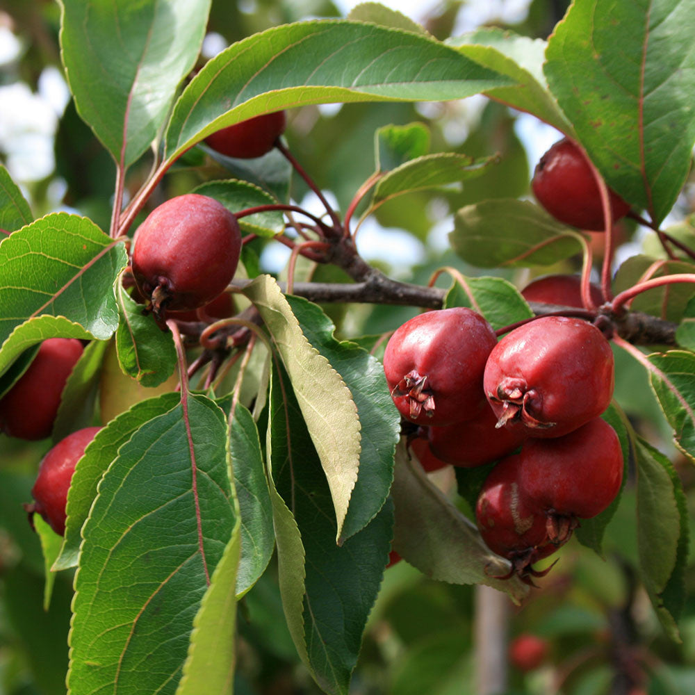 Vibrant red fruits hang from a Malus Simcoe - Crab Apple Tree, beautifully set against a backdrop of lush green leaves.