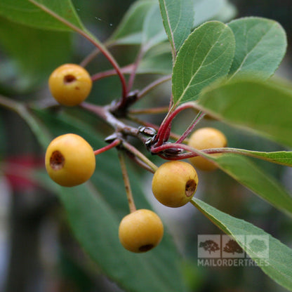 A close-up view reveals a cluster of small yellow fruits on a lush branch of the Malus Snowcloud - Crab Apple Tree, with vibrant green leaves enhancing its beauty.