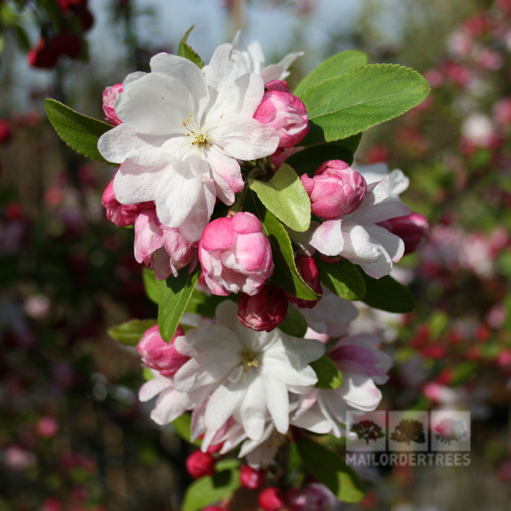 A branch featuring pink and white blossoms, green leaves, and yellow fruit is labeled with the product name Malus Snowcloud - Crab Apple Tree from Mailordertrees.